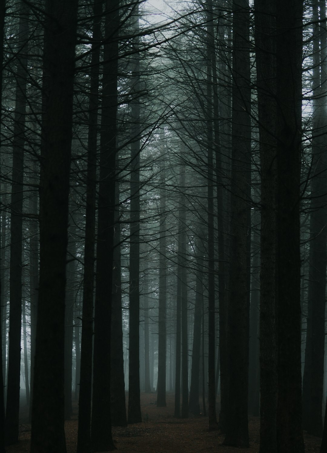 Dark moody forest path shrouded in fog suggesting a mystery novel scene