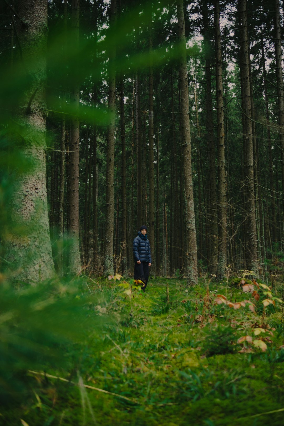 person walking in misty forest